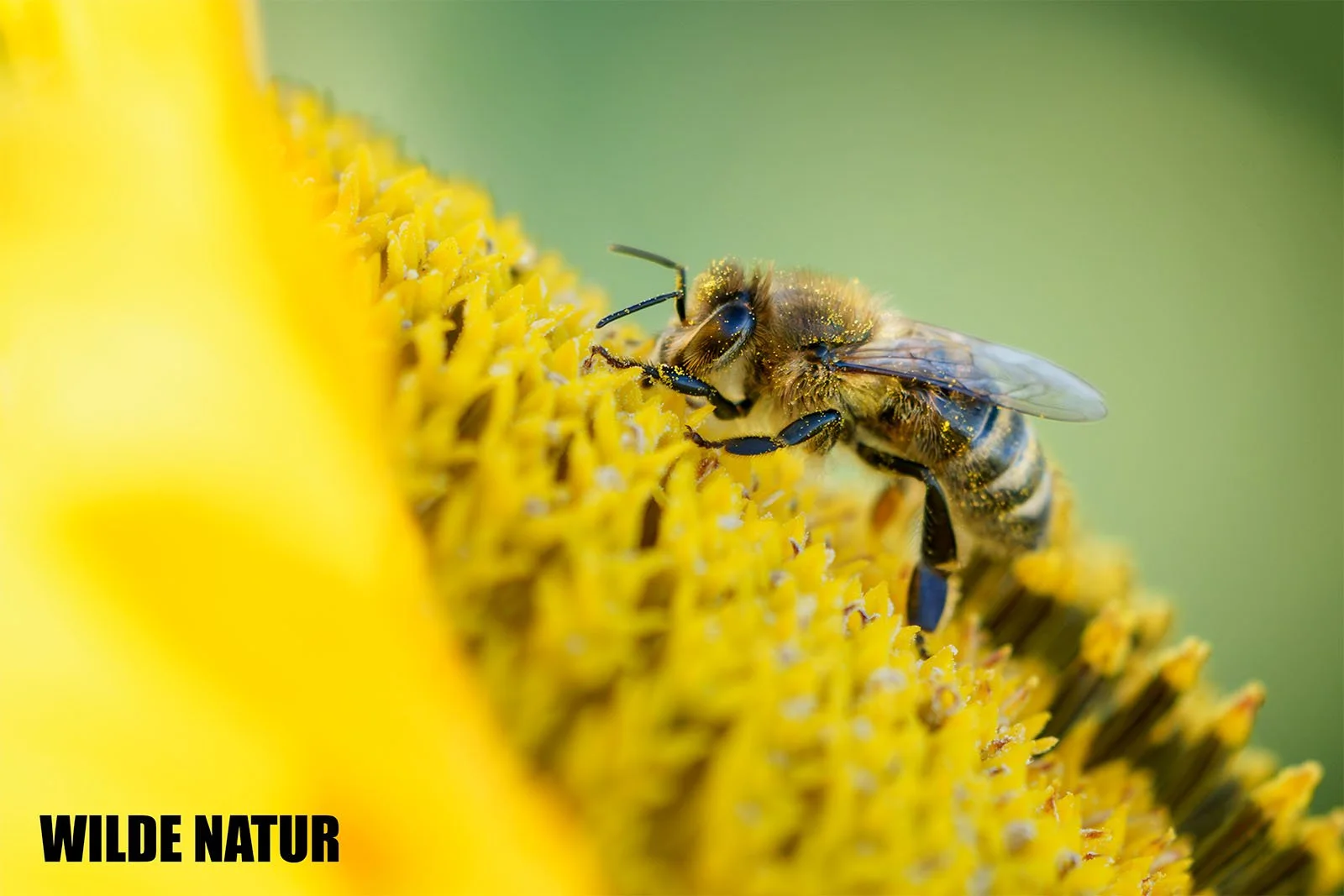 Ape europea (Apis mellifera) con il polline su capo e zampe cammina sul capolino giallo di un girasole.
