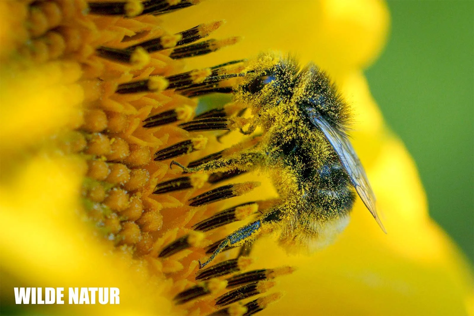 Ape europea (Apis mellifera) completamente coperta di polline giallo sul bordo del capolino di un girasole, ripresa macro.