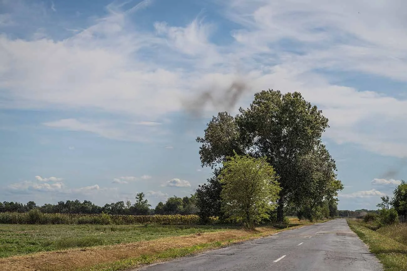 Dunkle Schwärme fliegender Ameisen wie Rauchwolken über Bäumen an einer sommerlichen Landstraße.