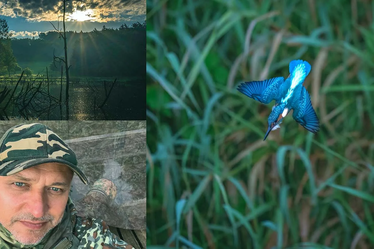Collage : lumière du matin sur un étang, selfie d'un photographe en affût camouflé et martin-pêcheur (Alcedo atthis) en piqué devant l'herbe verte.