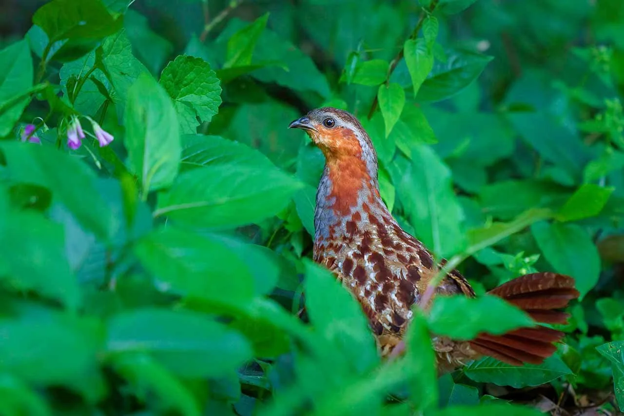 Chinese bamboo partridge (Bambusicola thoracicus) with rufous throat peering alertly from dense green foliage, Izu, Japan.