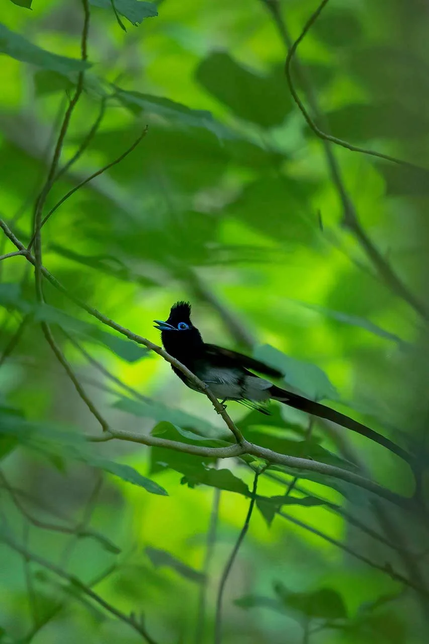 Male Black Paradise Flycatcher (Terpsiphone atrocaudata) with long tail and blue eye-ring perched on a twig in green forest, Izu, Japan.