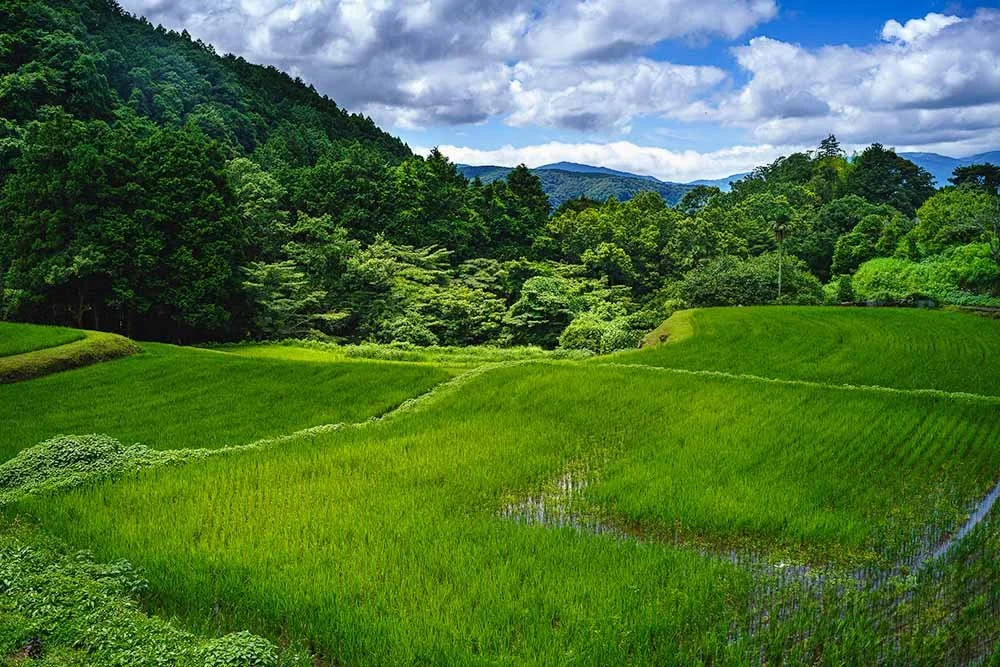 Lush green rice fields with reflecting water in front of wooded hills and a cloudy sky, Izu, Japan.
