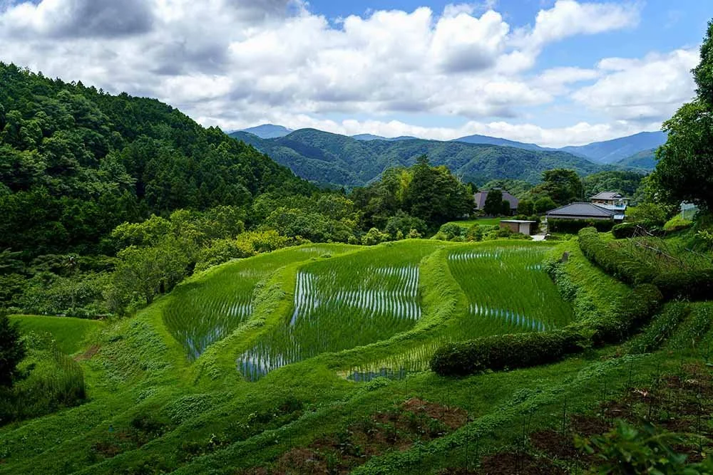 Curved rice terraces with mirroring water, farmhouses and mountain ridges in the background, Izu, Japan.