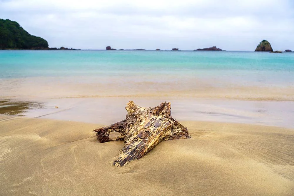 Washed-up tree stump in the sand in front of turquoise sea and rocky islets, Izu, Japan.