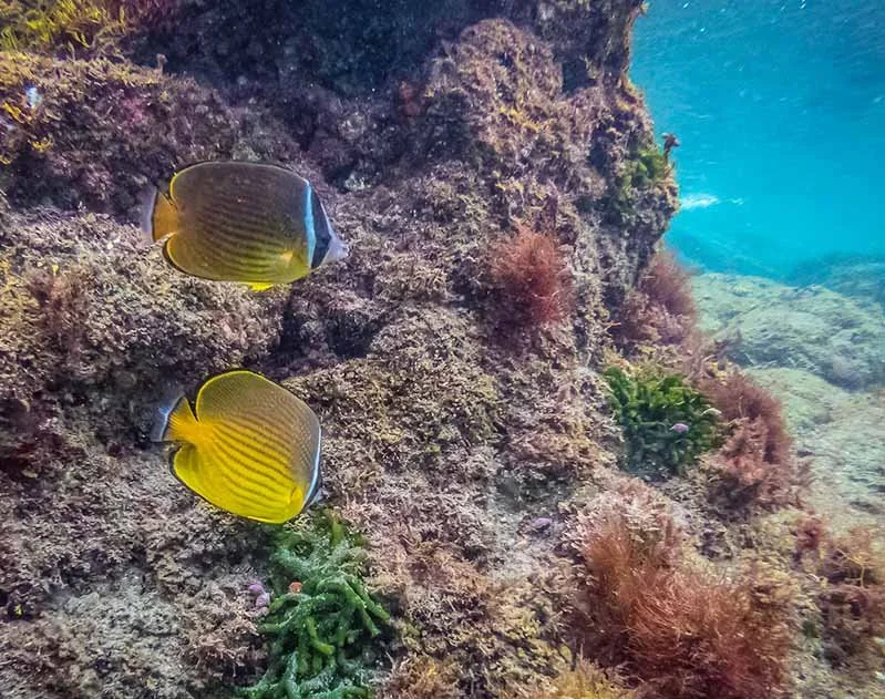 Two yellow-striped fish at an algae-covered rock in turquoise water off Izu, Japan.
