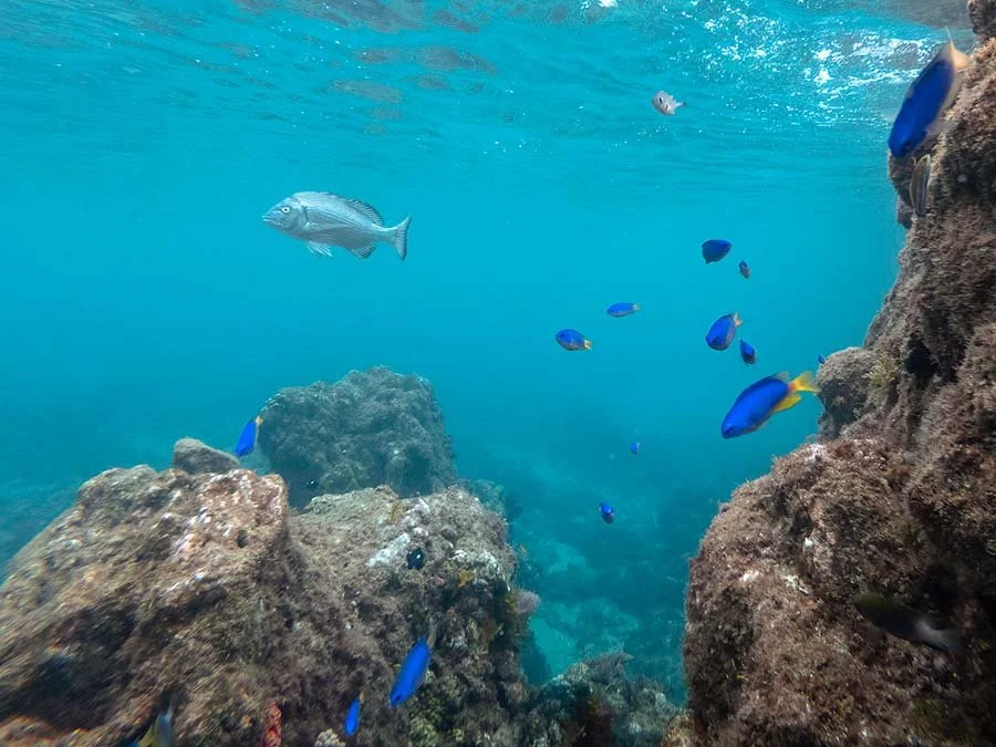Many small bright blue fish and a larger silver-grey fish over a rocky reef in turquoise water, Izu, Japan.