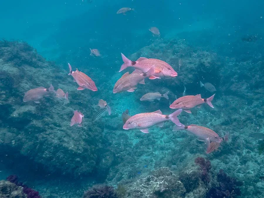 School of pink-shimmering fish over algae-covered rocky ground in blue-green water, Izu, Japan.