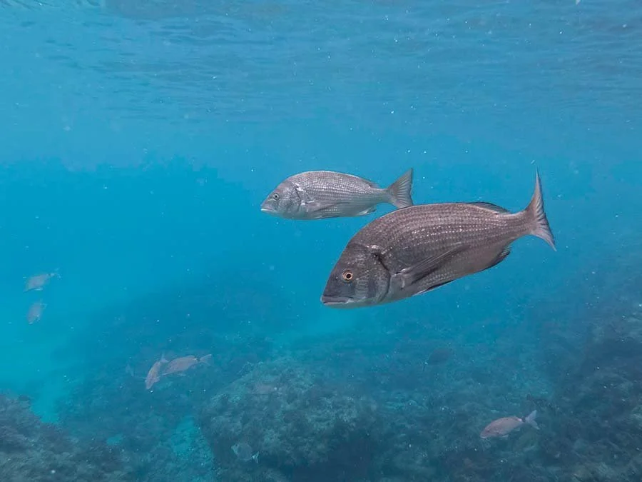 Two silver-grey fish swimming close to the camera in blue water, with the reef faintly visible below, Izu, Japan.