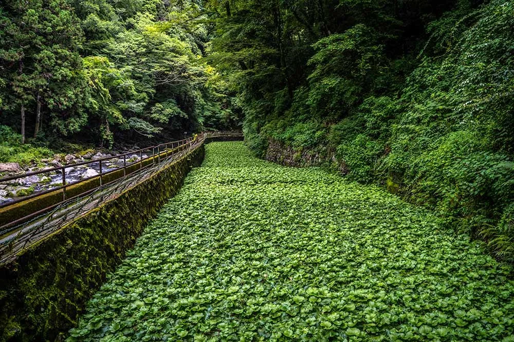 Wasabi field in a stone-walled terrace bed beside a mountain stream in a wooded gorge, Izu, Japan.