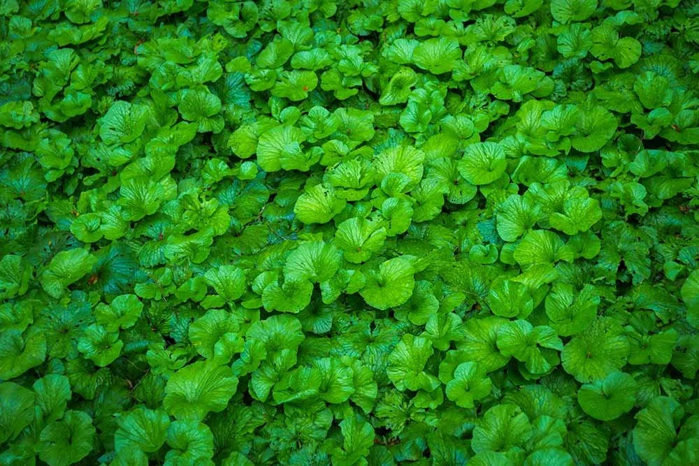 Densely packed glossy, heart-shaped leaves of wasabi plants in a field, Izu, Japan.