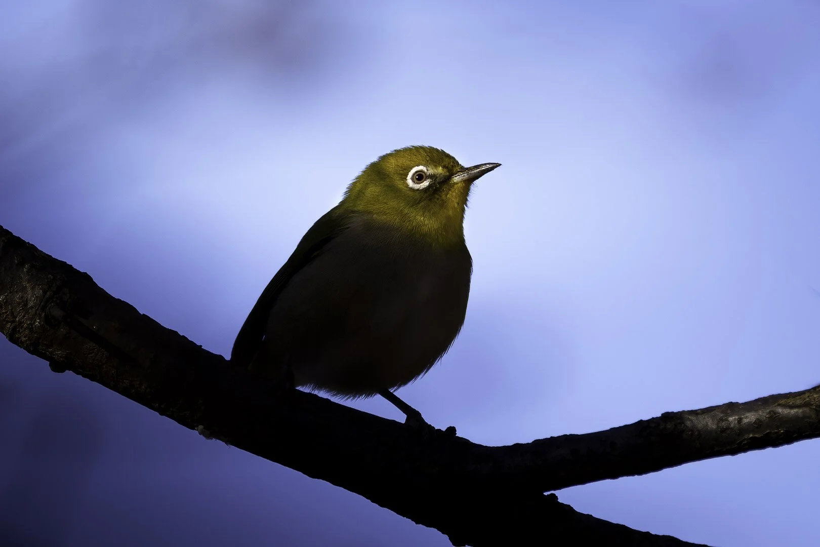 Warbling white-eye on a bare branch against a blue-violet evening sky, white eye-ring catching the last light