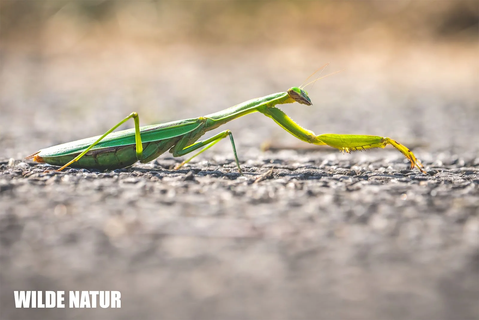 Eine Japanische Riesenmantis (Tenodera aridifolia) läuft über den Asphalt und zeigt ihren langen grünen Körper.