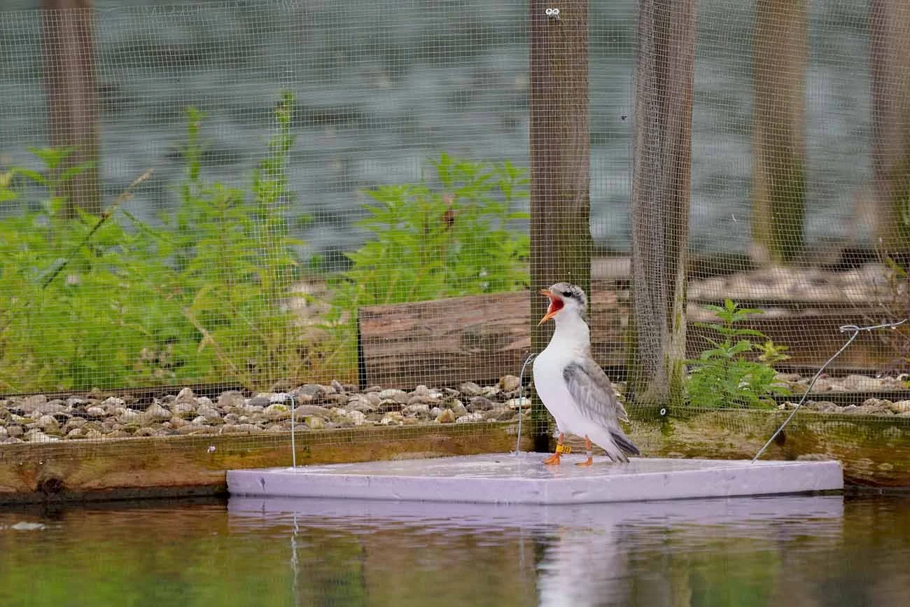 A young Common Tern standing on a floating platform with its beak wide open, surrounded by wire mesh and green vegetation
