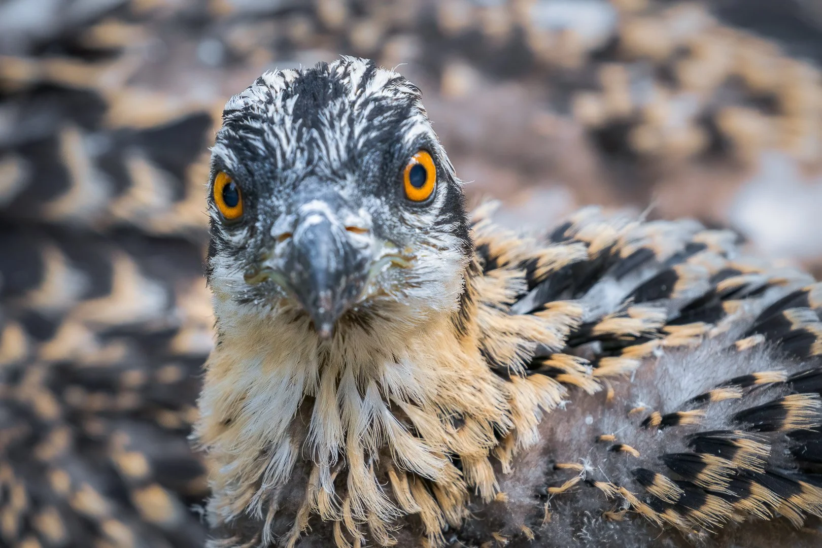 Osprey Season in Bavaria