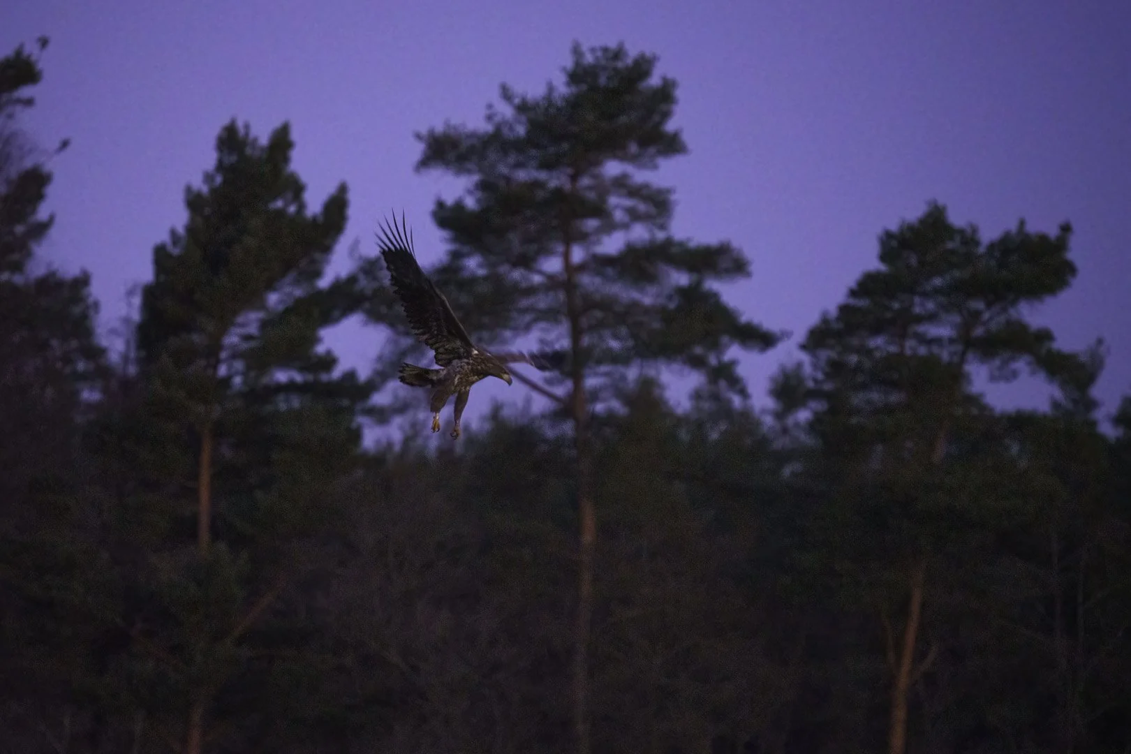 Young White-Tailed Eagle Flying Low Towards a Canada Goose