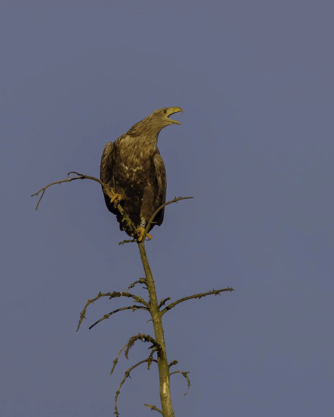 Junger Seeadler beim Ruf