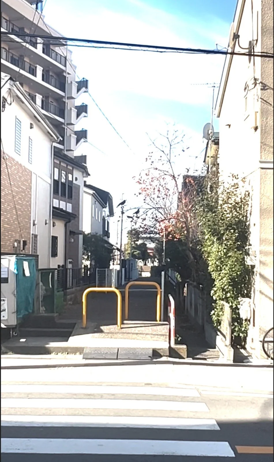 Persimmon tree with orange fruit on a quiet residential street in late autumn.