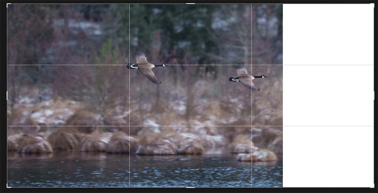Canada geese in Photoshop AI with crop tool