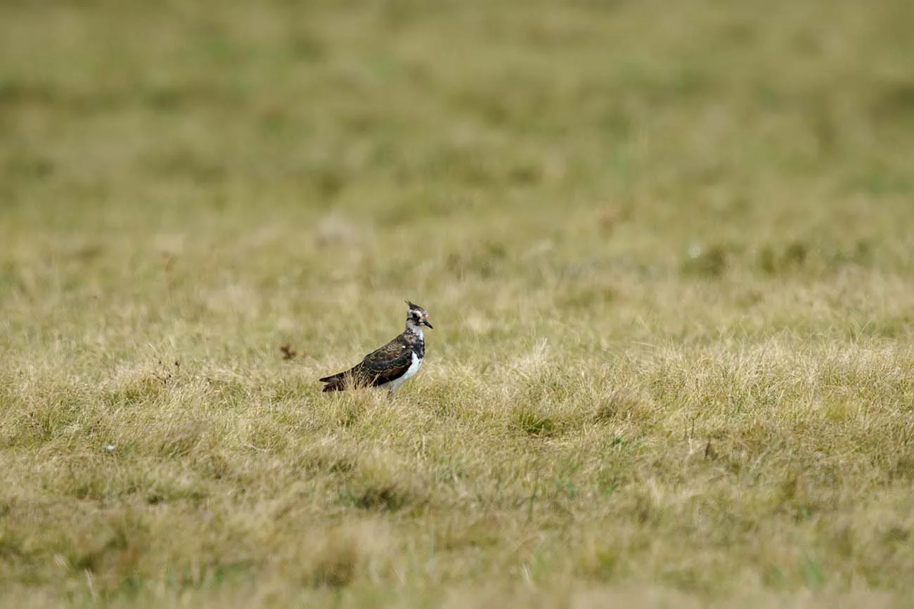Kiebitz (Vanellus vanellus) steht in hohem Gras einer Wiese, Federholle sichtbar.