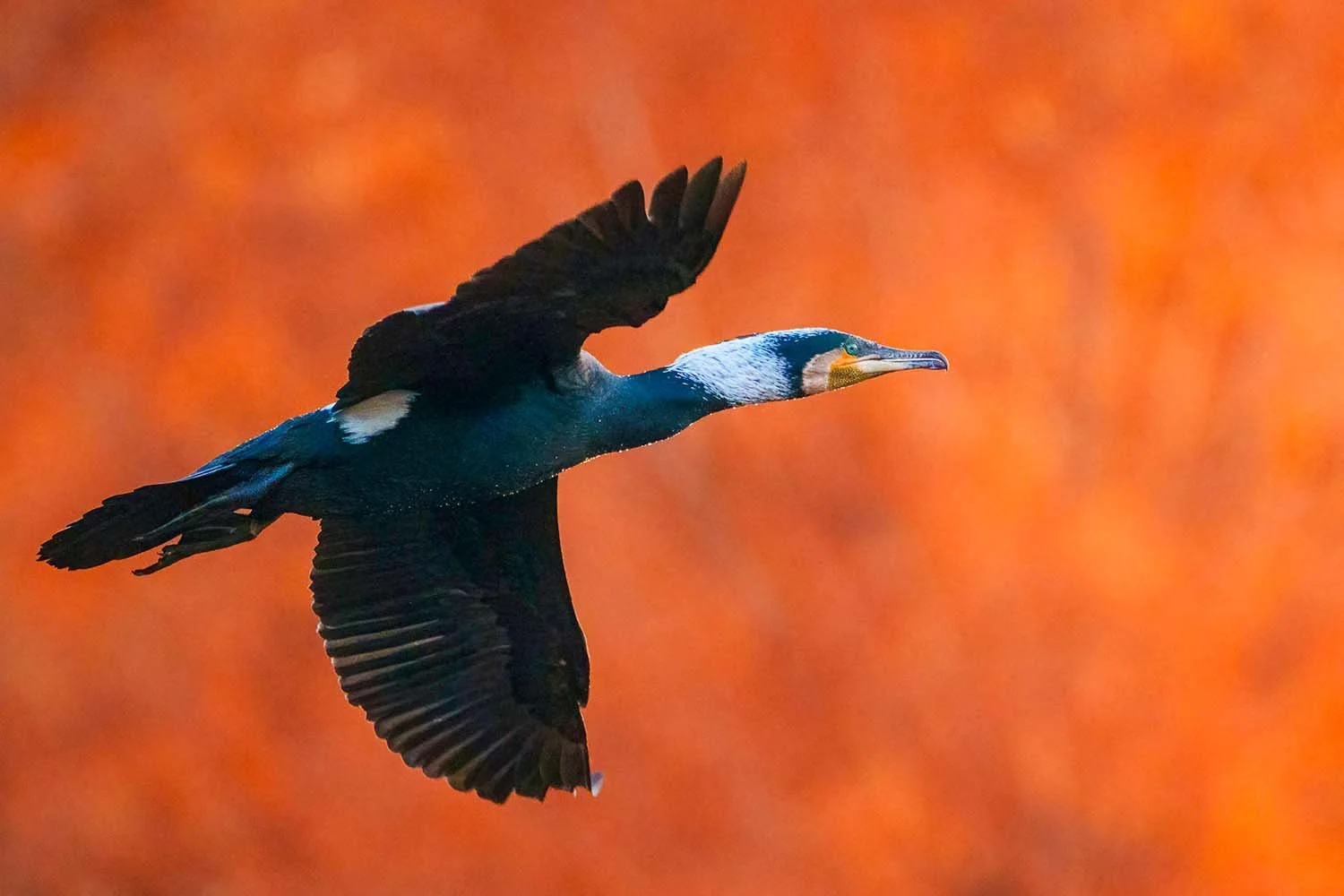 Great cormorant (Phalacrocorax carbo) in flight, wings raised, white throat patch visible.