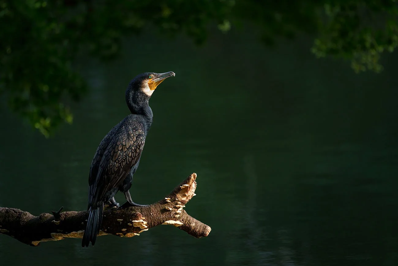 Great cormorant (Phalacrocorax carbo) on branch with bracket fungi, dark green background, lit throat patch.