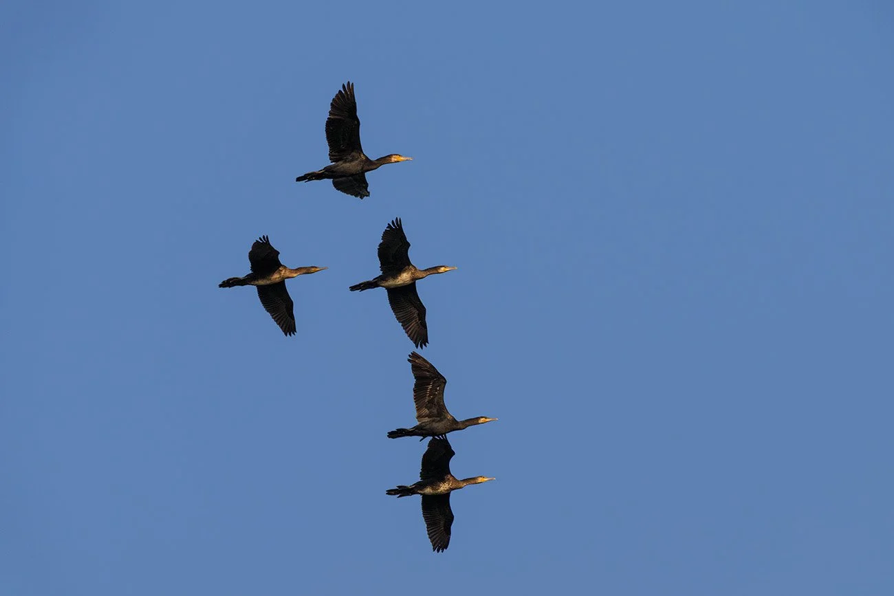 Fünf Kormorane (Phalacrocorax carbo) fliegen in Formation über dem Neusiedler See, blauer Himmel.