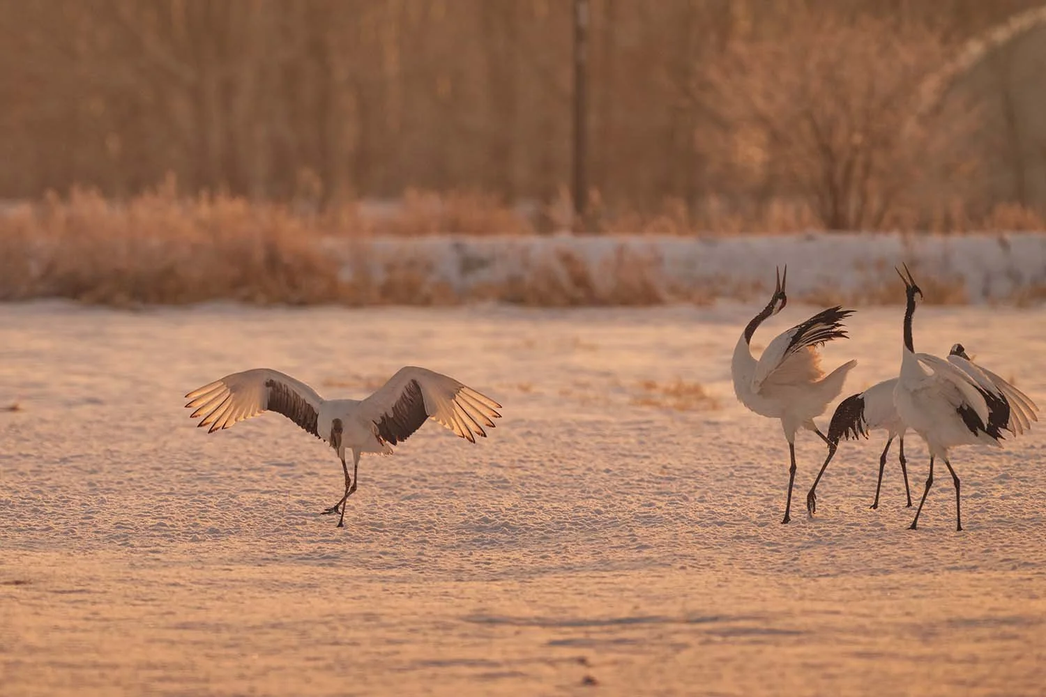 Red-crowned crane landing with spread wings beside calling birds on snow in warm evening light.