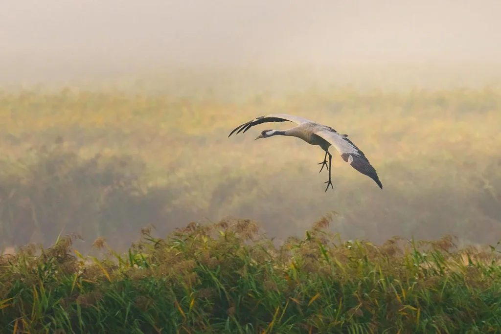 Wild crane in flight above misty reeds in Fischland Darss Zingst