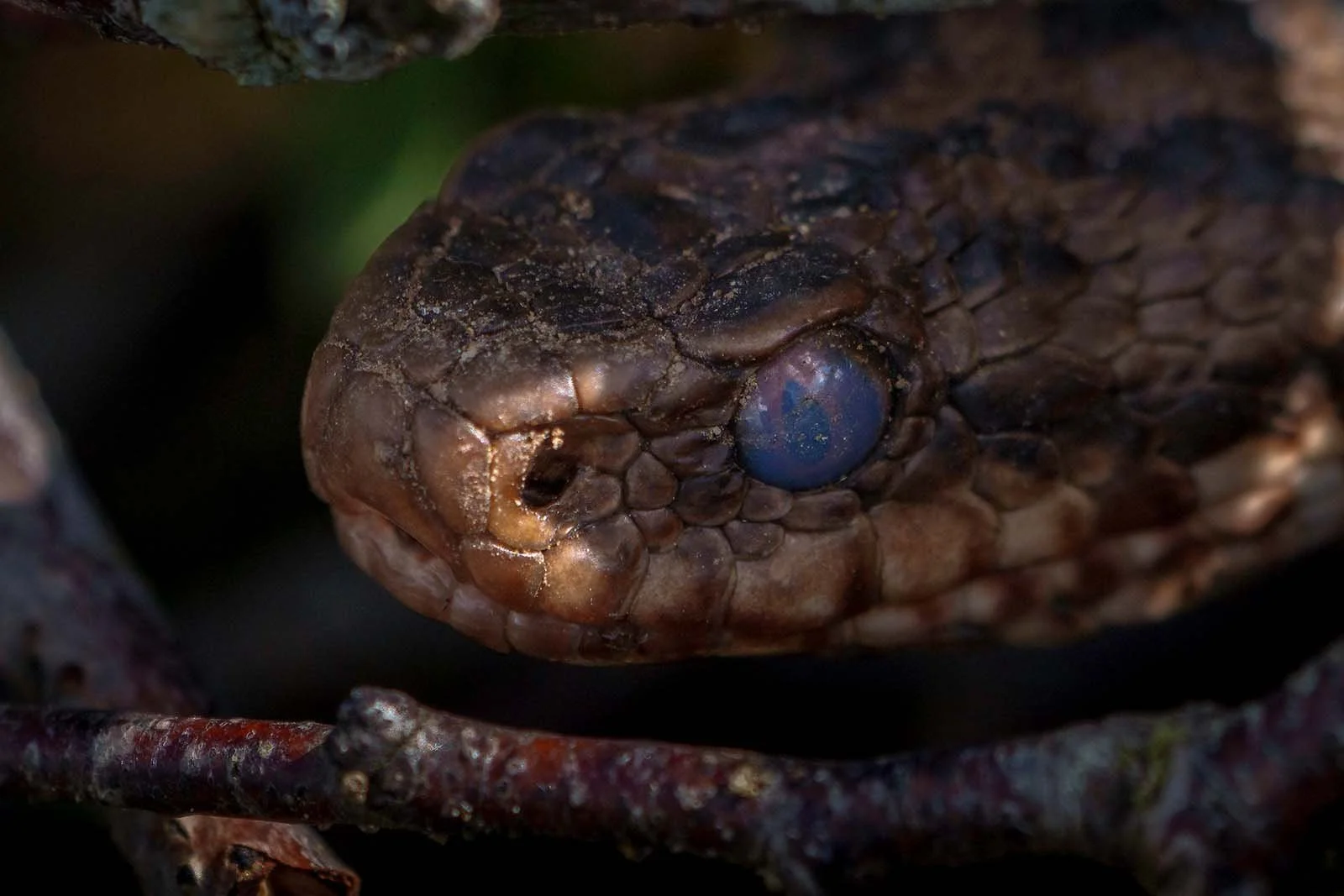 1. Before shedding with milky blue eyelids