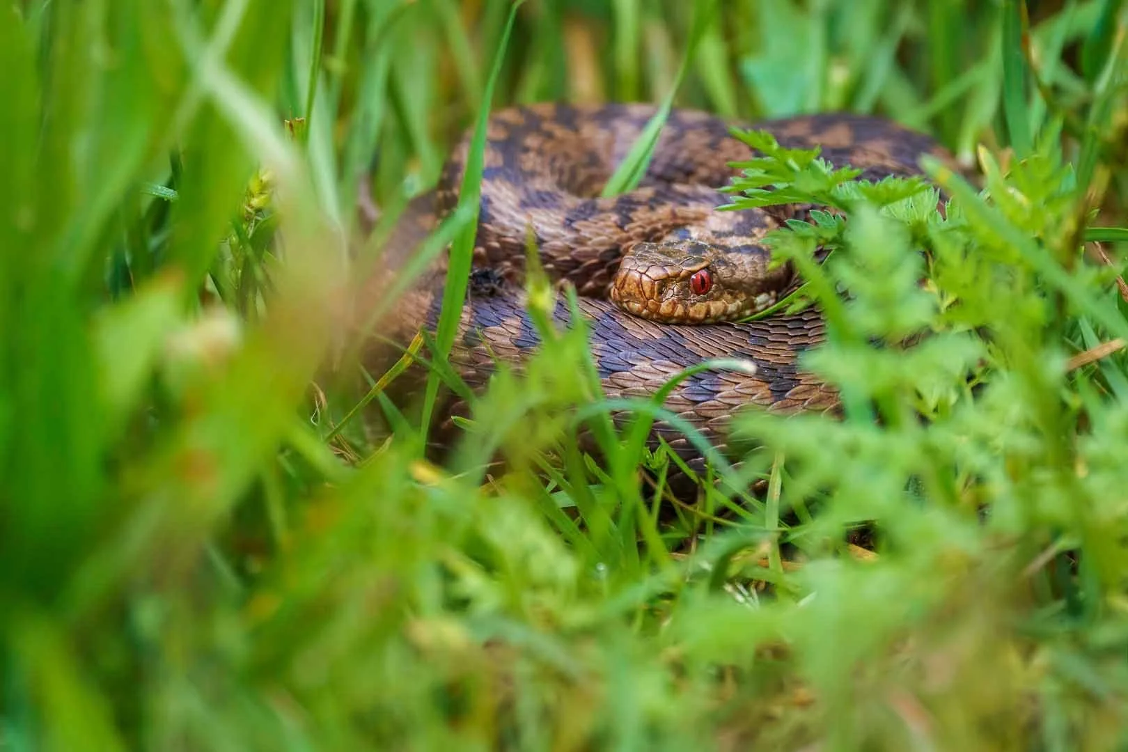 A common European viper / adder lies in the tall green grass, basking in the sun.