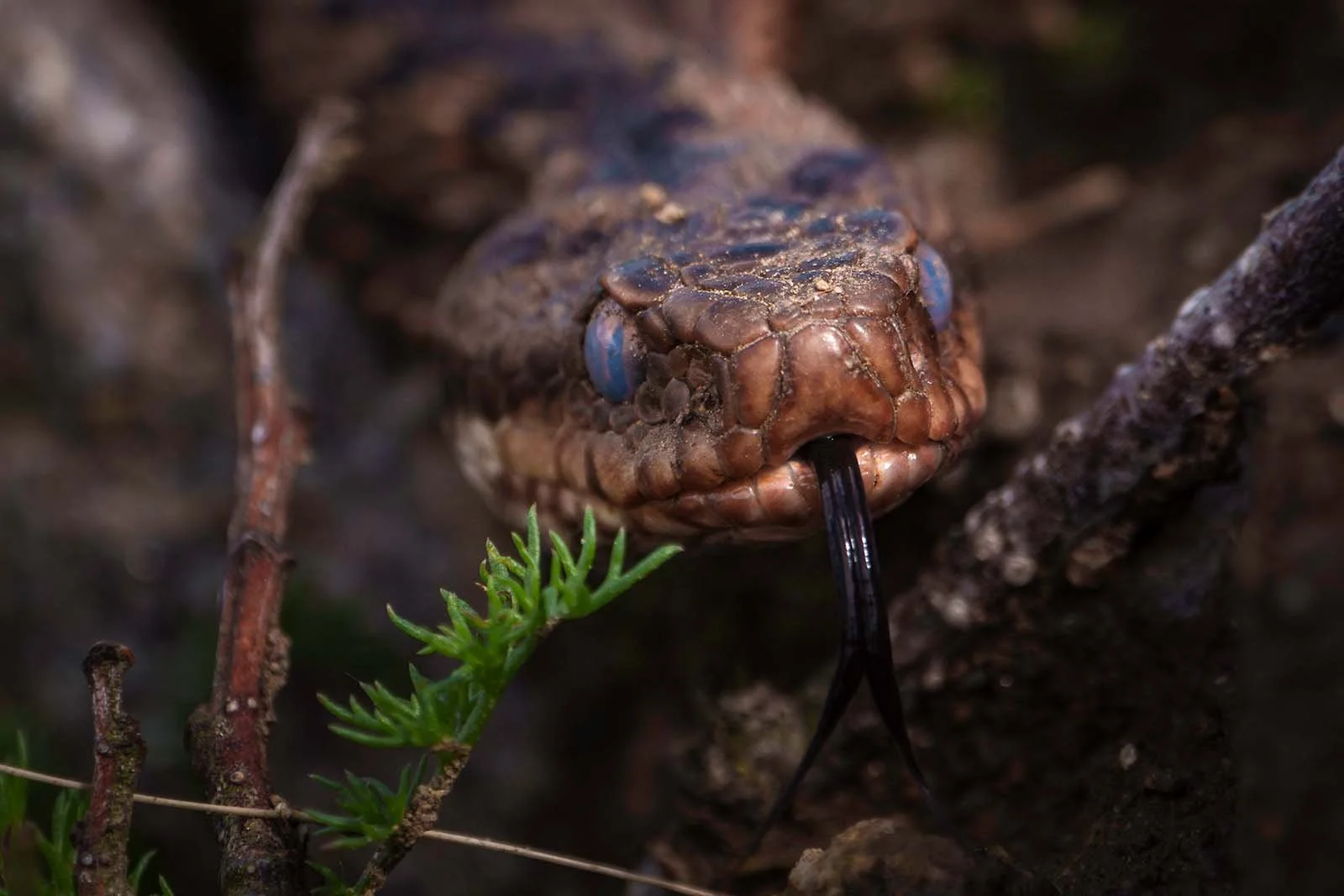 Nahaufnahme der KreClose-up of the common European viper (Vipera berus) named Otti with blue eyes, brown scales, and its tongue flickinuzotter (Vipera berus) namens Otti mit blauen Augen, braunen Schuppen und gespreizter Zunge in natürlicher Umgebung