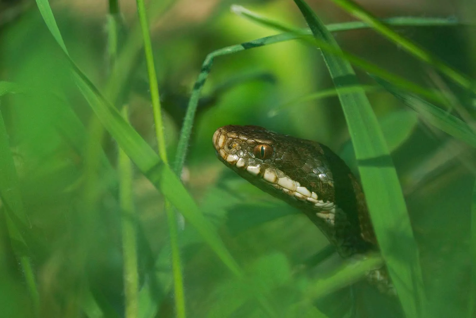 Young common European adder cautiously peeking out of the grass - Sony a7 RIV + Sony 200-600 mm G f5.6/6.3 - f6.3 - ISO 200 - 1/1000