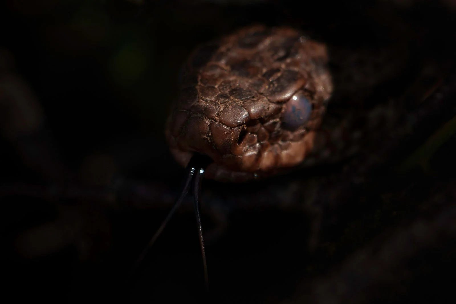 3. Common European viper analyzing its surroundings with flickering tongue