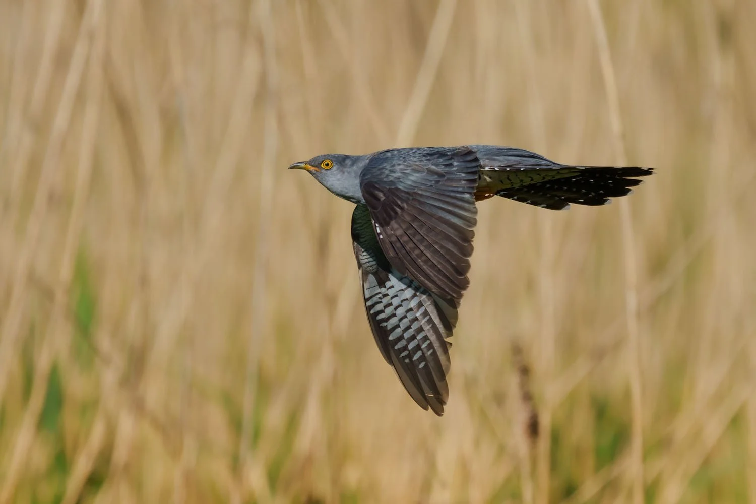 Cuculo in volo disteso con l'occhio giallo sopra l'erba secca, remiganti barrate visibili.