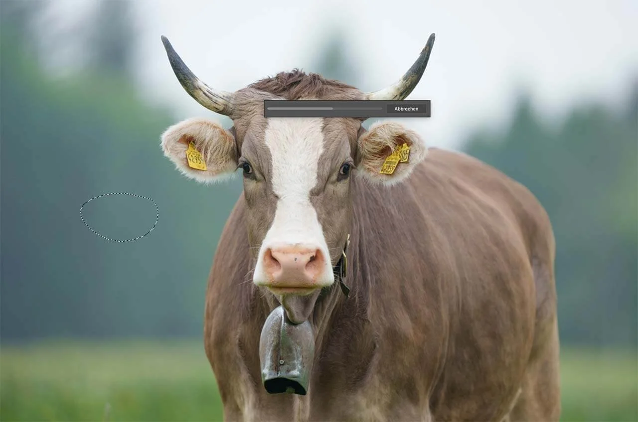 Cow in the open with Photoshop AI Lasso tool selection