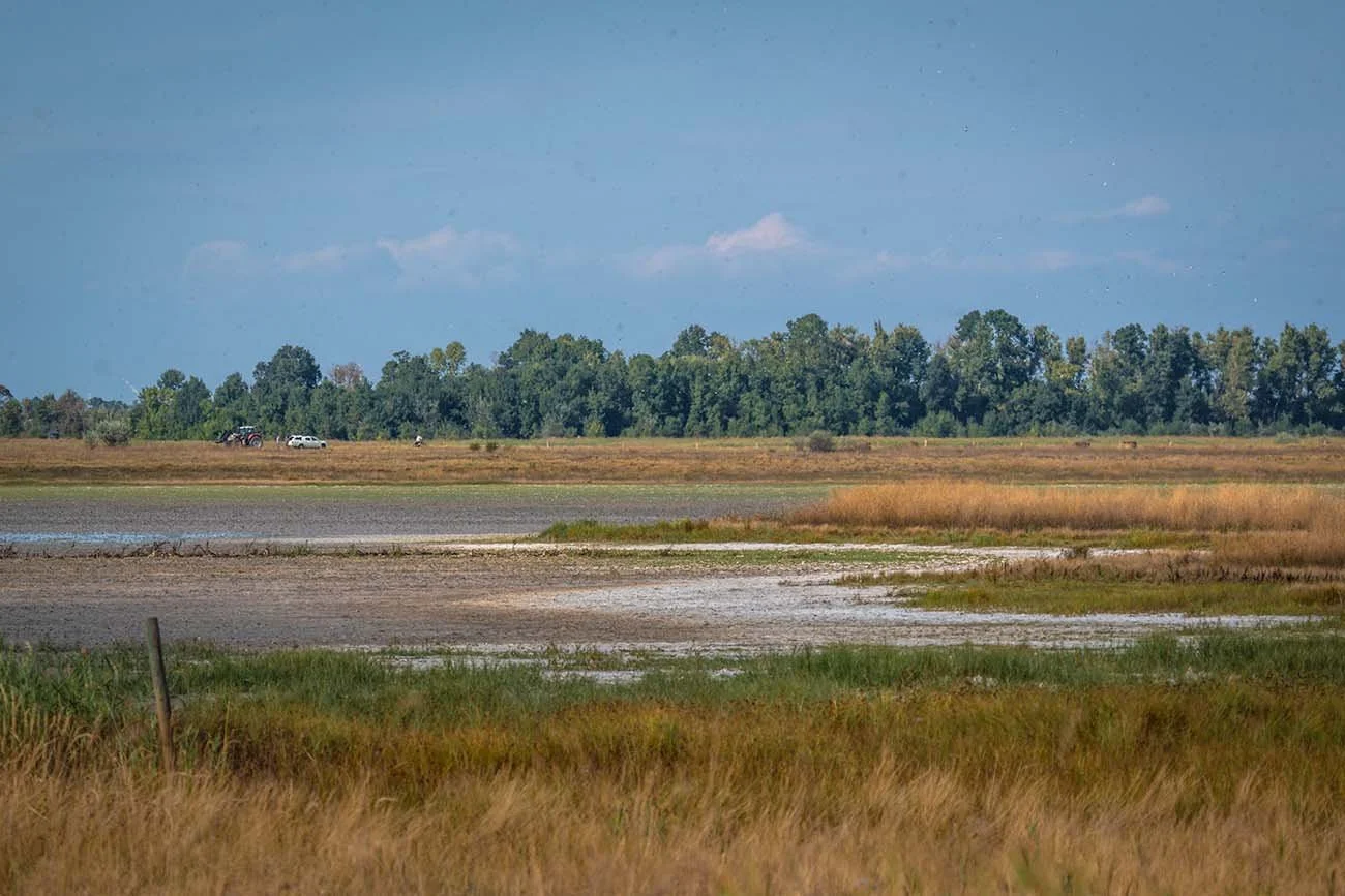 Trockengefallene Salzlacke mit weißen Salzkrusten am Neusiedlersee, Österreich.