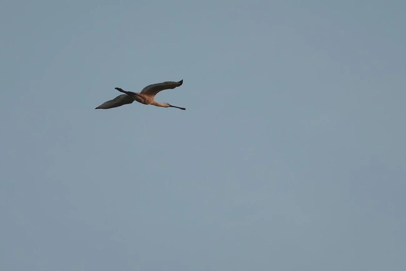 Löffler (Platalea leucorodia) im Flug vor blauem Himmel mit ausgestrecktem Hals.