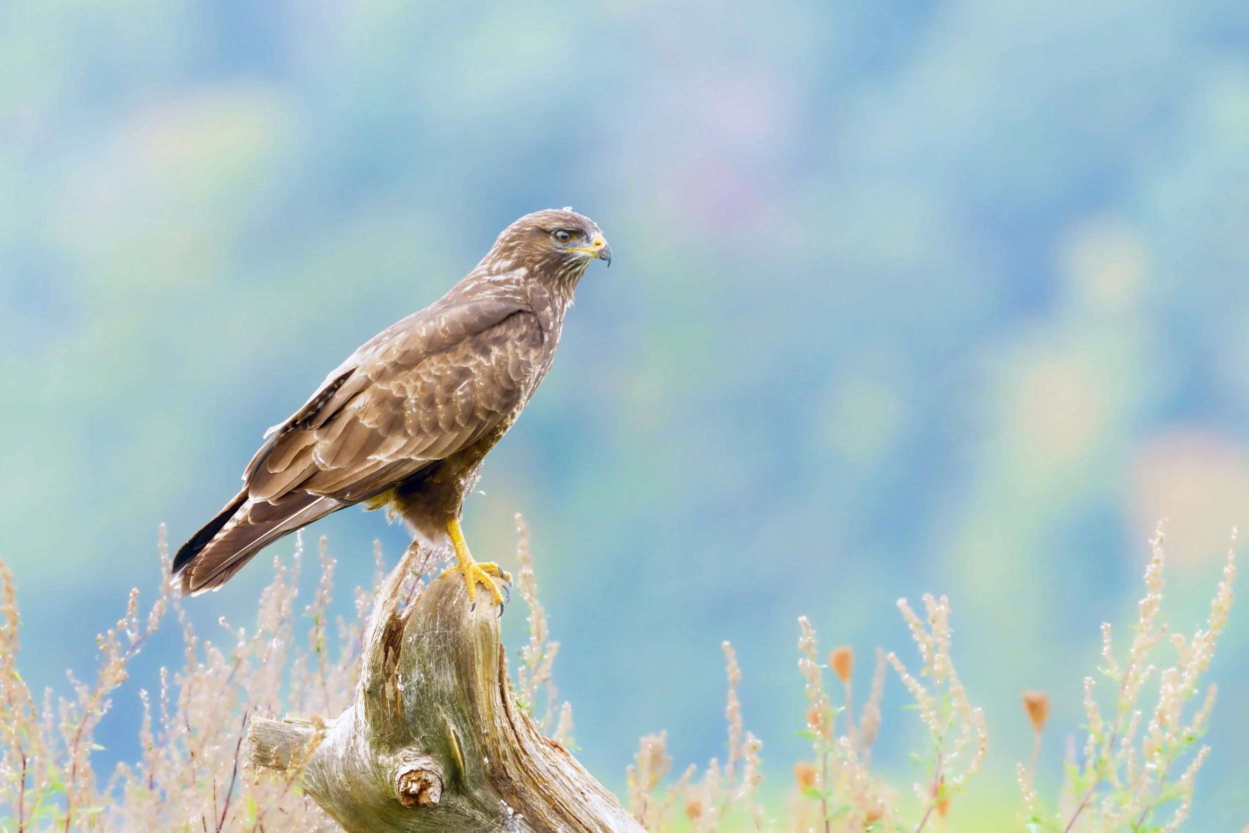 Common buzzard in Mecklenburg-Western Pomerania on its perch in a natural setting