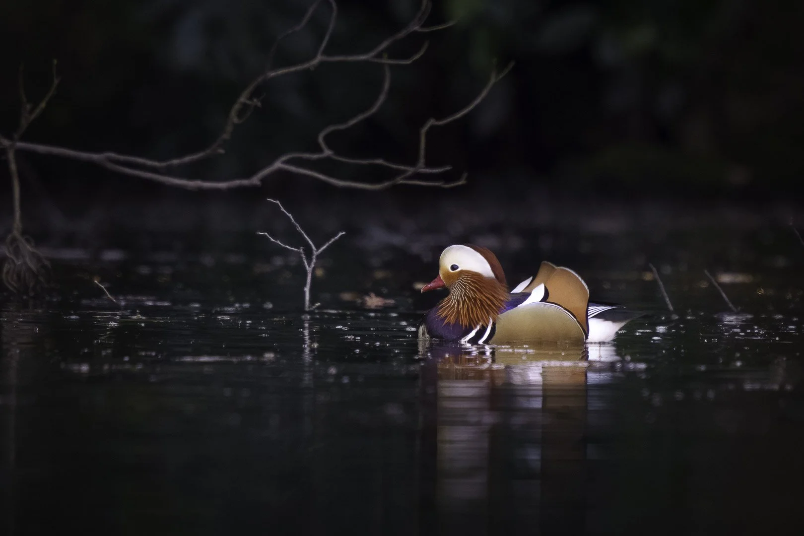Mandarin duck (Aix galericulata) on a pond in Shinjuku Gyoen park, Tokyo.