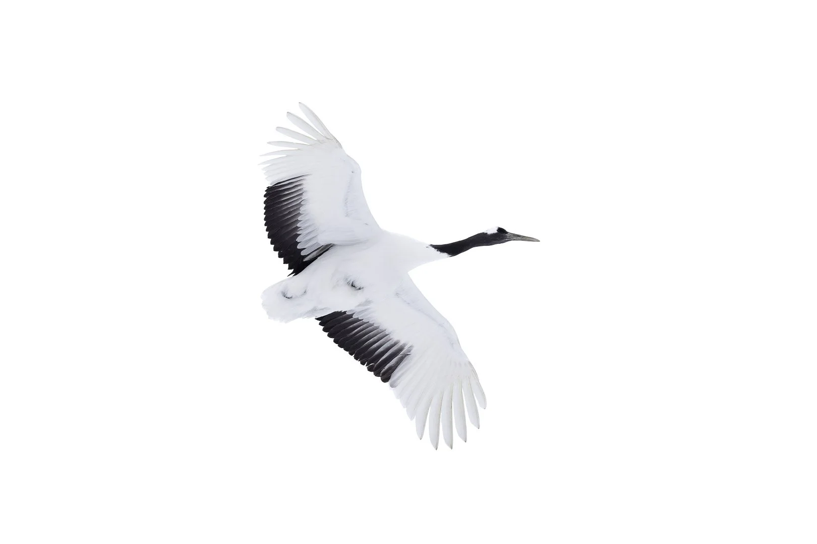 Grue du Japon (Grus japonensis) en vol, ailes noires et blanches déployées, au-dessus de Hokkaido.
