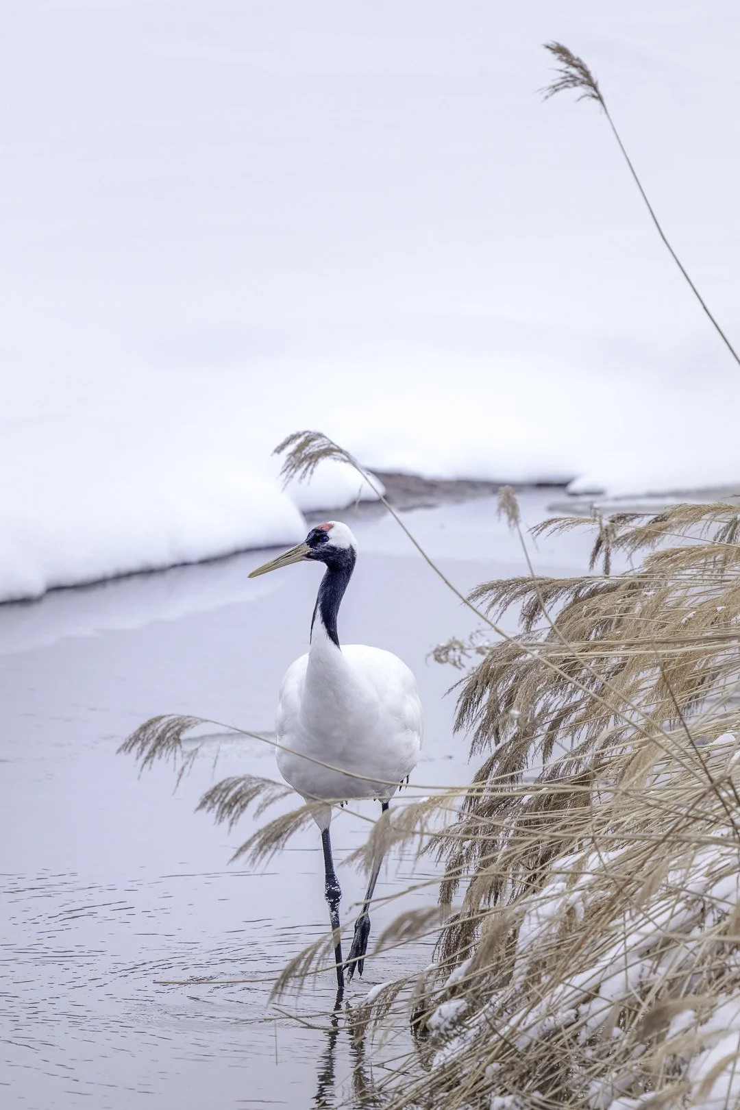 Red-crowned crane wading among frosted reeds on a snowy riverbank in Hokkaido, Japan.