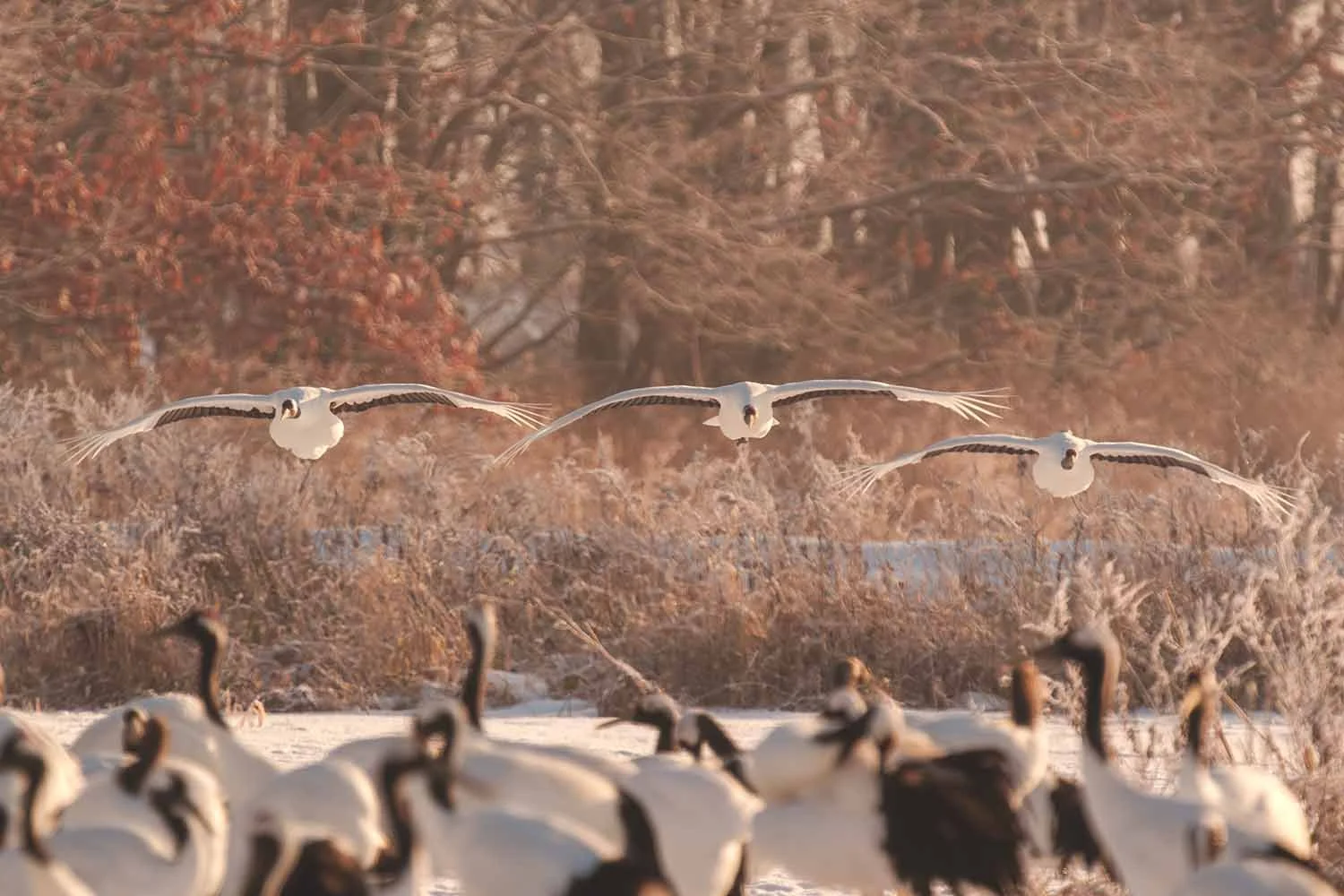 Three red-crowned cranes landing in backlight above a flock of cranes.