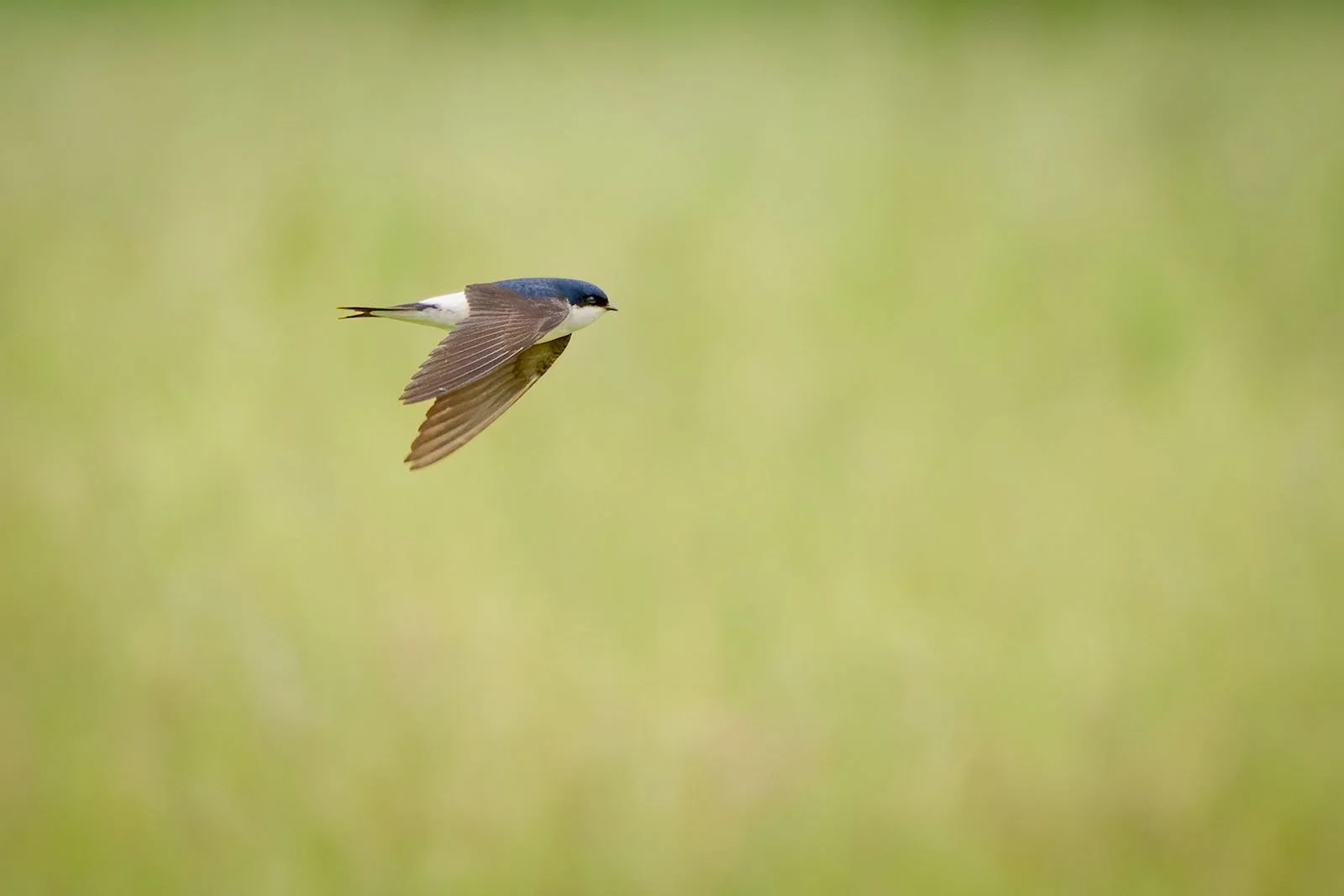 A house martin flies over green landscapes. The native bird of Germany in a fast, low flight.