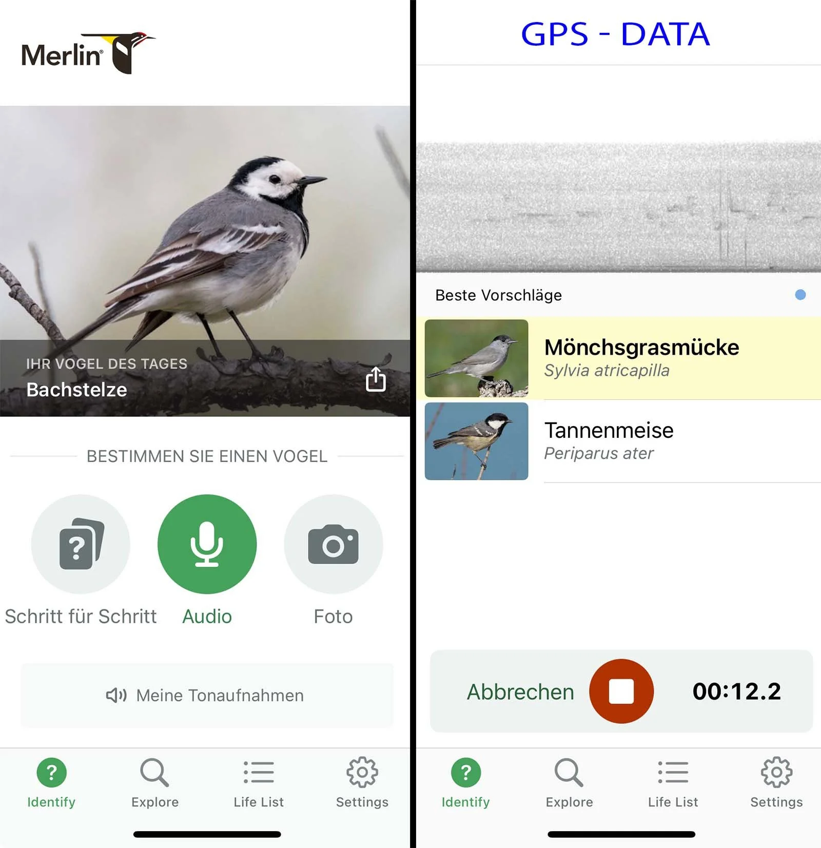 Screenshot of the Merlin Bird App: left side shows the recording start screen, right side shows live bird song detection with highlighted species