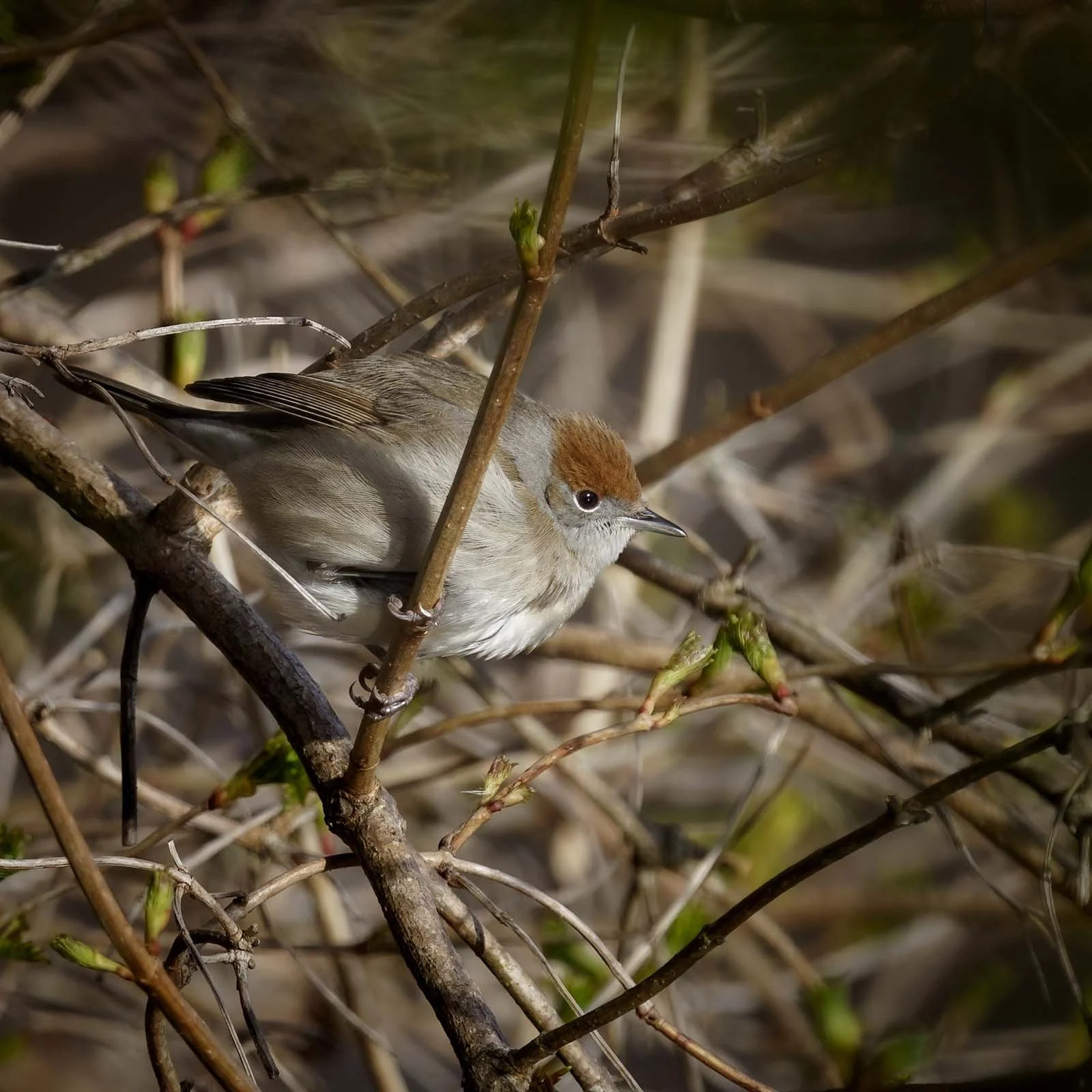 Weibliche Mönchsgrasmücke (Sylvia atricapilla) mit rotbrauner Kappe sitzt im Geäst.