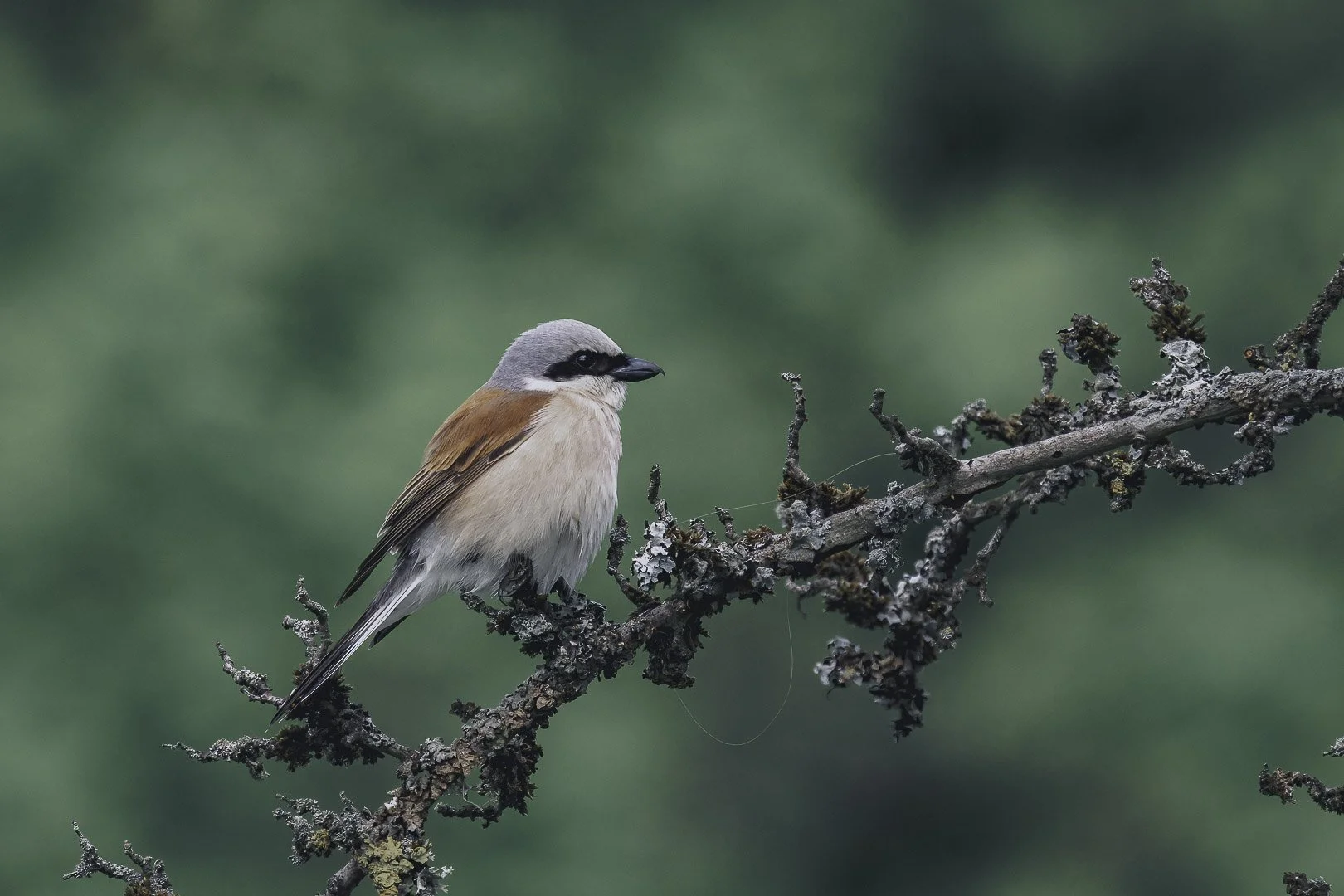Red-backed shrike (Lanius collurio) perched on a lichen-covered branch against dark forest.