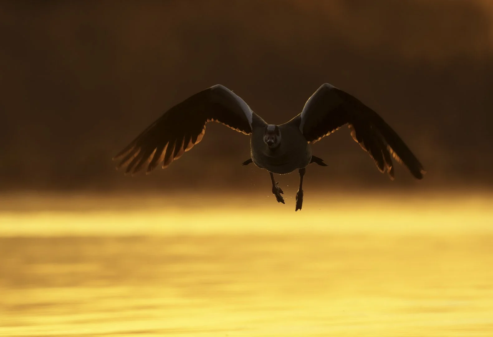 Nilgans (Alopochen aegyptiaca) landet im goldenen Gegenlicht über spiegelndem Wasser.