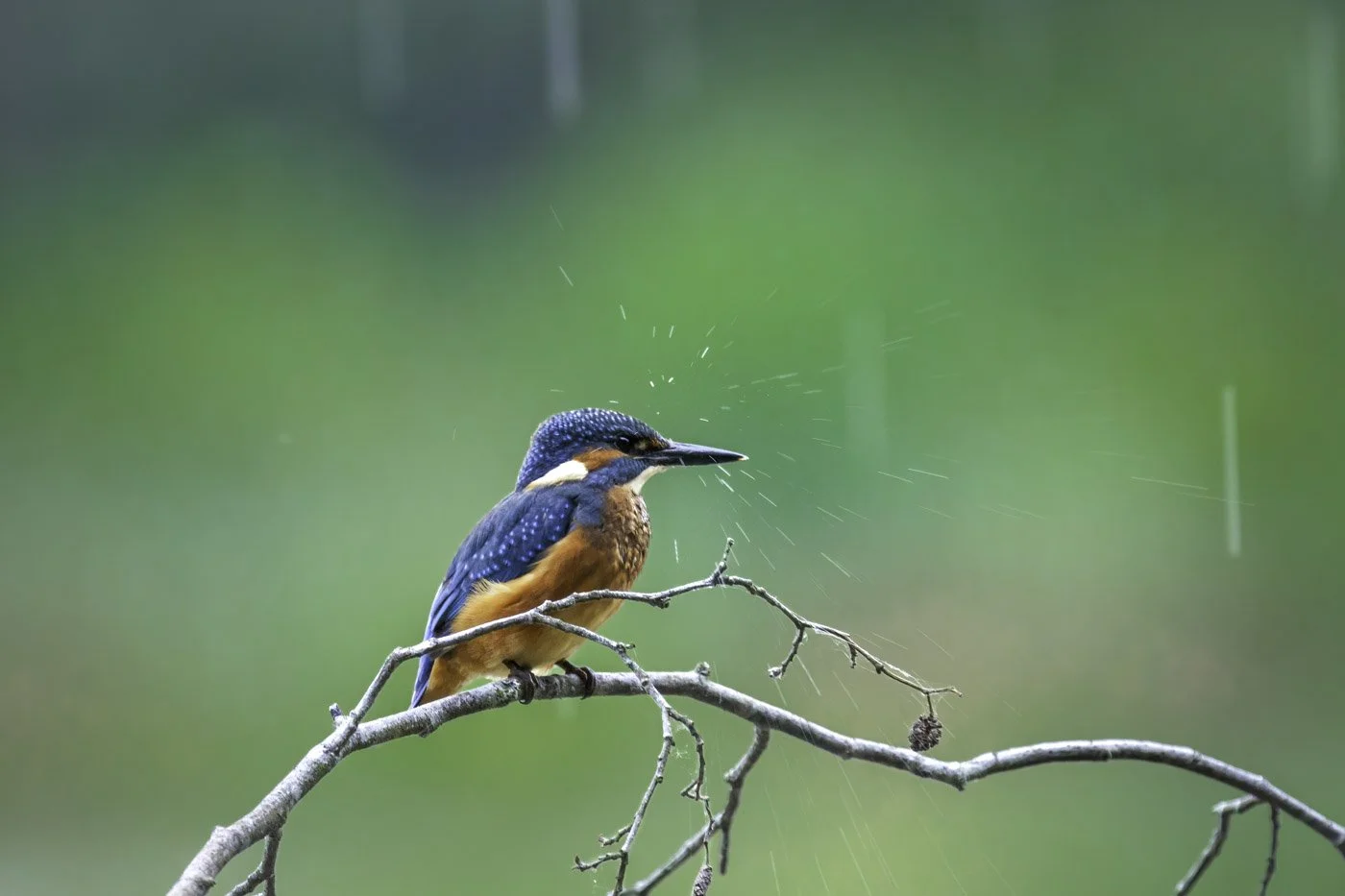 Kingfisher in the rain in Bavaria at the moment a raindrop hits