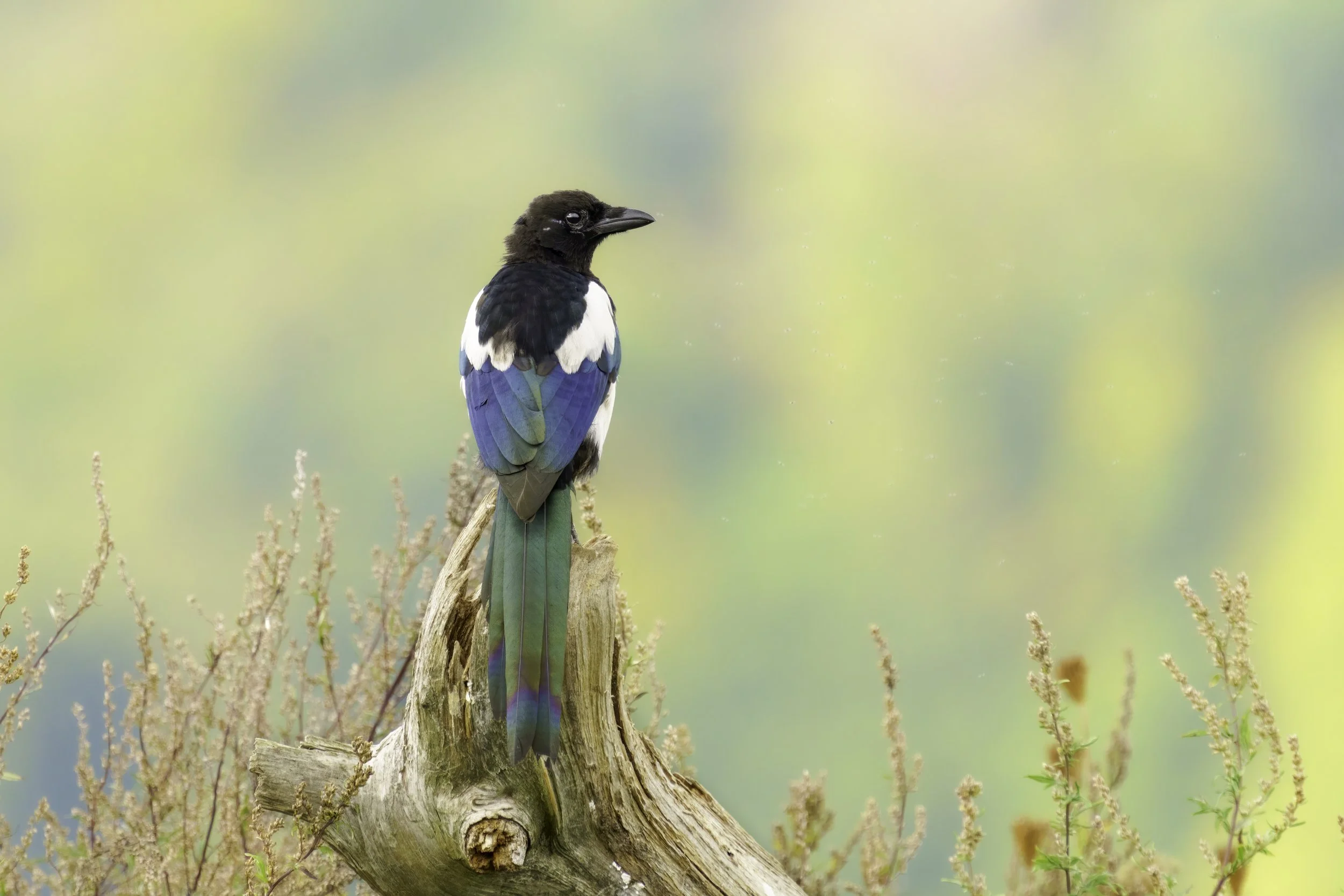 Magpie in Mecklenburg-Western Pomerania with iridescent plumage in a natural setting
